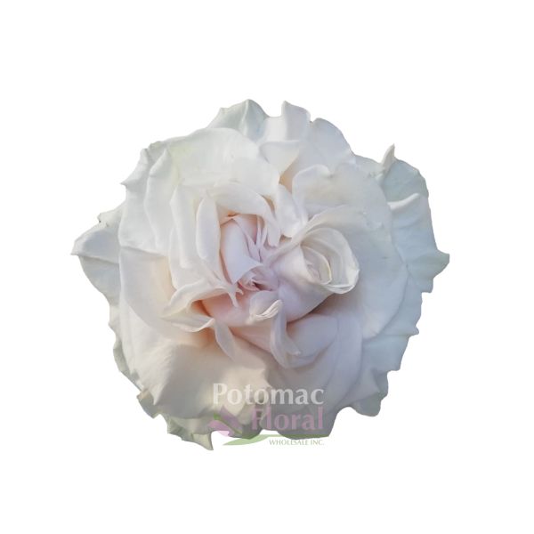 Garden Rose, Cotton x Pression Cream heart shape heads Potomac